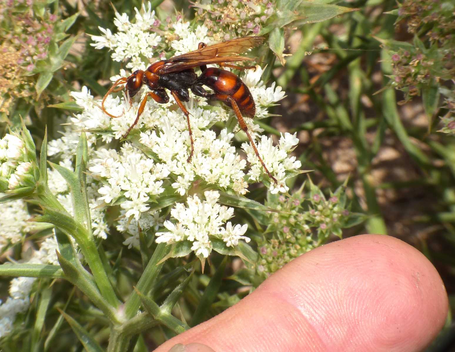 Pompilidae: Cryptocheilus rubellus